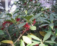 illicium floridanum.jpg